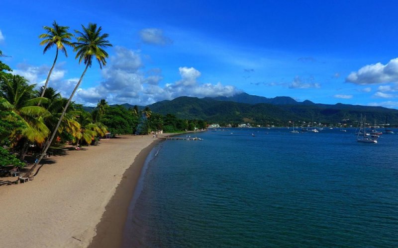 Palm tree lines beaches