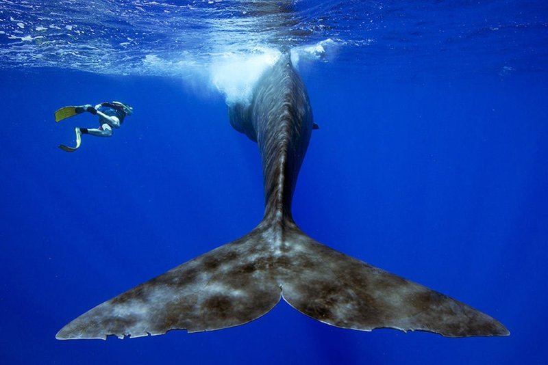 sperm whale